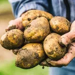 Измами с картофи: Чужд продукт се продава за български