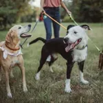 Глоби до 400 лв. за собственици: Защо кучетата без повод са опасност