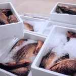 По колко се продава рибата преди Никулден