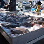 Как да разпознаем качествената риба