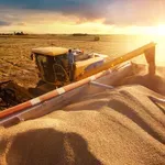 Цените на пшеницата и царевицата ще паднат