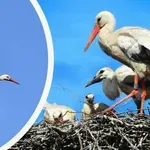ЗЛОВЕЩО! Откриха над 20 мъртви щъркела край Габрово