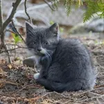 УЖАСЯВАЩО! Убиха котка на метри от малко дете и майка му
