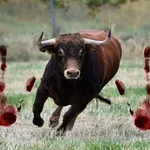 Мъж е с опасност за живота след нападение от бик във Вакарел
