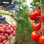 Доматите и зелените чушки поскъпнаха рязко за седмица