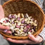 Предупредиха за пипер, фасул, банани и ягоди пълни с пестициди