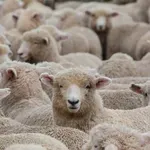 Българи опитаха да изнесат овце от Гърция