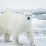 Глобиха мъж, събудил полярна мечка със сирена!