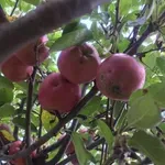 За следващото лято заравяме падналите плодове в зеленчукови лехи