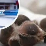 ПОРЕДНА ЖЕСТОКОСТ: Мъж стреля по бездомно куче от колата си