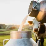 Схема с млякото за европари!