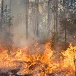 Пожар гори в местност Бетоловото край Разлог