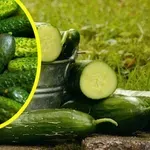 Българската салата "Снежанка" - №1 в света