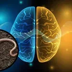 ОТВРАТИТЕЛНО: Извадиха 8-сантиметров червей от мозъка на жена!