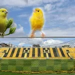 Сдружение "ПФК Ботев" сезира кмета за Колежа