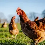 Жега погуби хиляди кокошки във Франция
