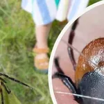КЪРЛЕЖИТЕ АТАКУВАТ! 85 заболяха от лаймска болест