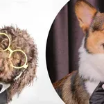 Кой са най-популярните имена за куче?