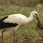 Щъркелът беглец се скри в църква (СНИМКИ)