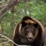 НОЩЕН КОШМАР В ГОРАТА! Мечки атакуваха палатка с туристи край София