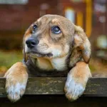 ДОБРИЯТ ПРИМЕР: 9-годишно момче разтопи сърцата на стотици със смелостта си (ВИДЕО)