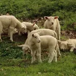БАБХ съветва фермерите да избягват търговия с животни от Румъния и Гърция
