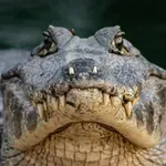 Крокодили и змии стават граничари