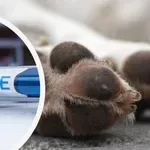 ЗВЕРСТВАТА НЯМАТ КРАЙ: Разследват отравяне на кучета и обесване на котка край Велико Търново