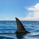 КОШМАР! Акула уби дете