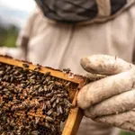 5 вида вируси морят пчелите