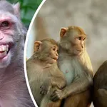 ЗА КОЛЕДА: Приматите в столичния зоопарк получиха подаръци (СНИМКИ)