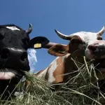 Кипър ще умъртви хиляди животни заради шарп