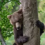 ВНИМАНИЕ! Мечка броди по улиците на наш град
