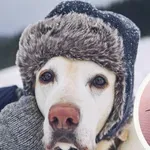 Кърлежи налазиха Варна в студа