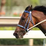 Терапевтичен кон гостува в онкологично отделение (ВИДЕО)