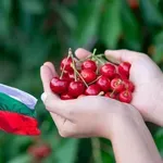 Кюстендил избухва с Празника на черешата