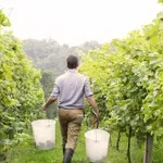 Опасна болест плъзва по лозята