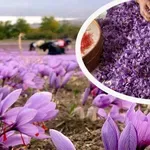 Шафранът ни в топ 3 по качество