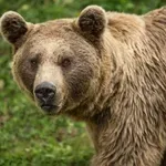 КОШМАР! Мечка нападна общински съветник