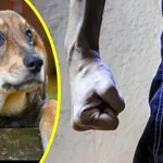 Мъж простреля куче в новогодишната нощ!