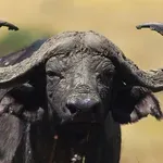 БАБХ потвърди случай на антракс във ферма с биволи в Силистренско