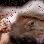 ОТВРАТИТЕЛНО: Задържаха изверги за клипове с изтезаване на животни!