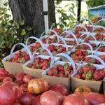 Доматите омекват и губят вкуса си в хладилник