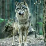 НЕОЧАКВАНО НАПАДЕНИЕ БЛИЗО ДО ГАРА: Вълк ухапа жена!