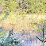 Агро Телеграф: При залесяване в пожарищата: Половината от боровите фиданки вече не се хващат