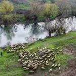 Първото овче сирене от БГ кооператив е на пазара