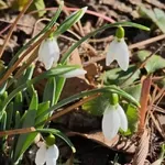 НЕОЧАКВАНО: В Казанлък цъфнаха първите кокичета