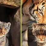 Зоопаркът в Стара Загора избира име на новото тигърче!