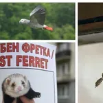 Издирваме порове и папагали!