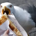 СТРАШНА НАПАСТ: Бургазлии пропищяха от гларус хулиган! (СНИМКА)